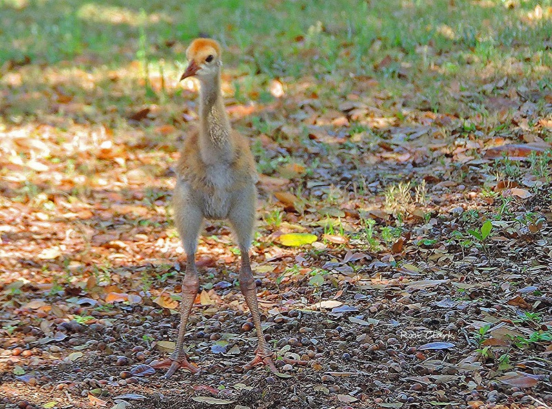 Growing Sandhill Crane Colt