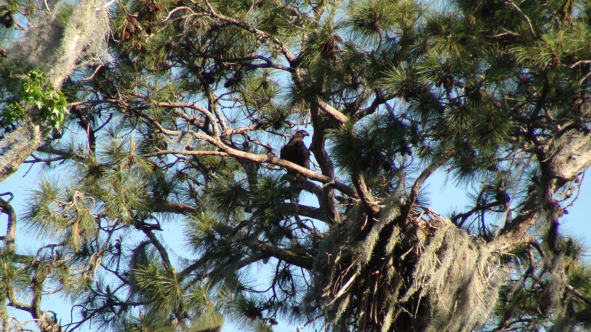 Lake Deaton Eaglet Perched Outside The Nest