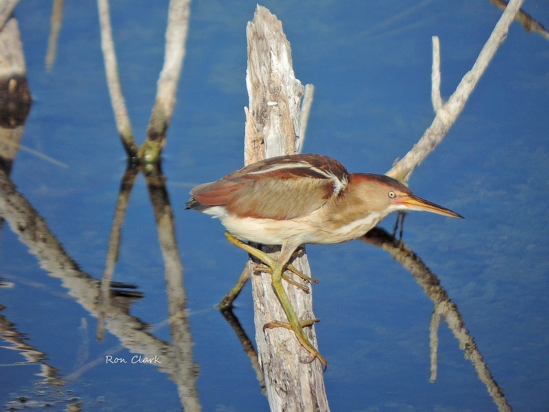 Least Bittern At Sharon Rose Wiechens Preserve