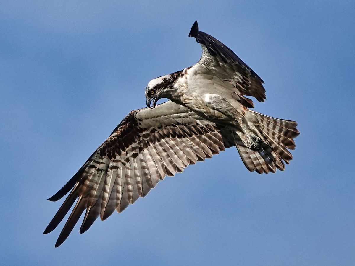 Osprey Looking For Fish