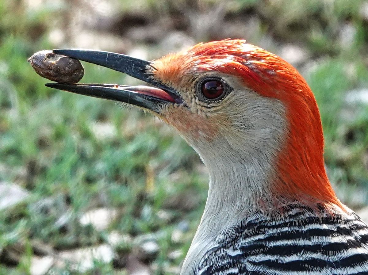 Red-Bellied Woodpecker Enjoying The Fruits Of Its Labor