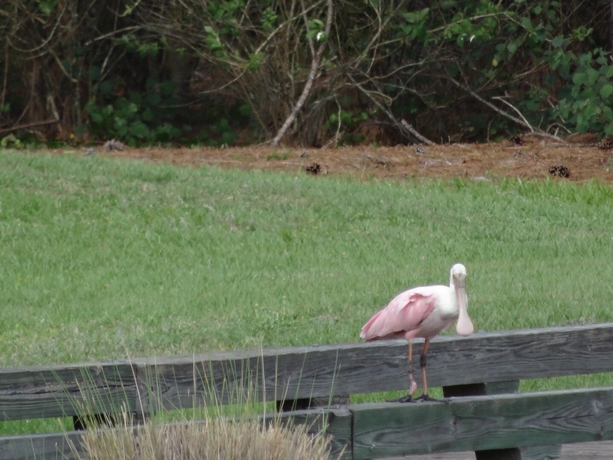 Roseate Spoonbill On Bridge At Belle Glade