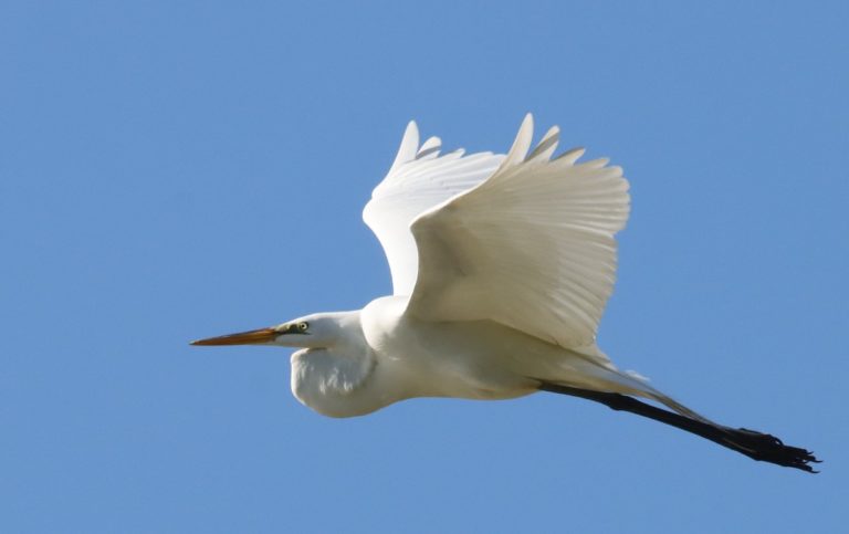 The Great Egret Over The Village Of Bradford On Easter Sunday