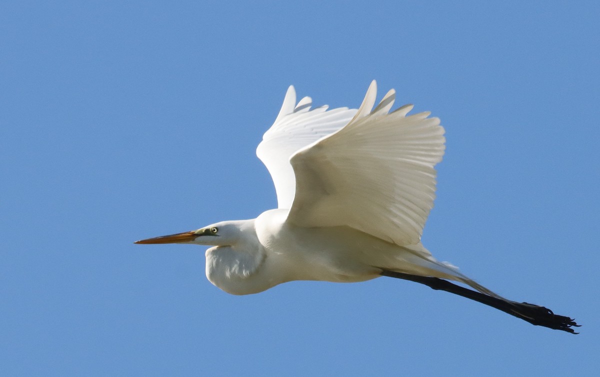 The Great Egret Over The Village Of Bradford On Easter Sunday