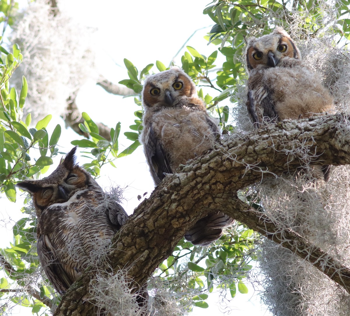 The Great Horned Owl Family At The Village Of Fenney