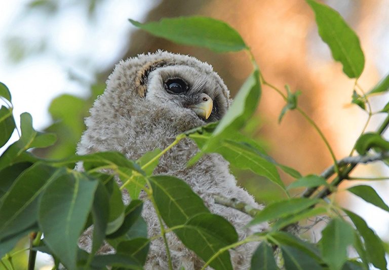 The owlet Tuesday morning was partially back up in the tree.