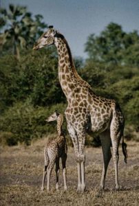 A mother giraffe and her calf keep watch in this image from Mike Appelbaums wildlife collection.