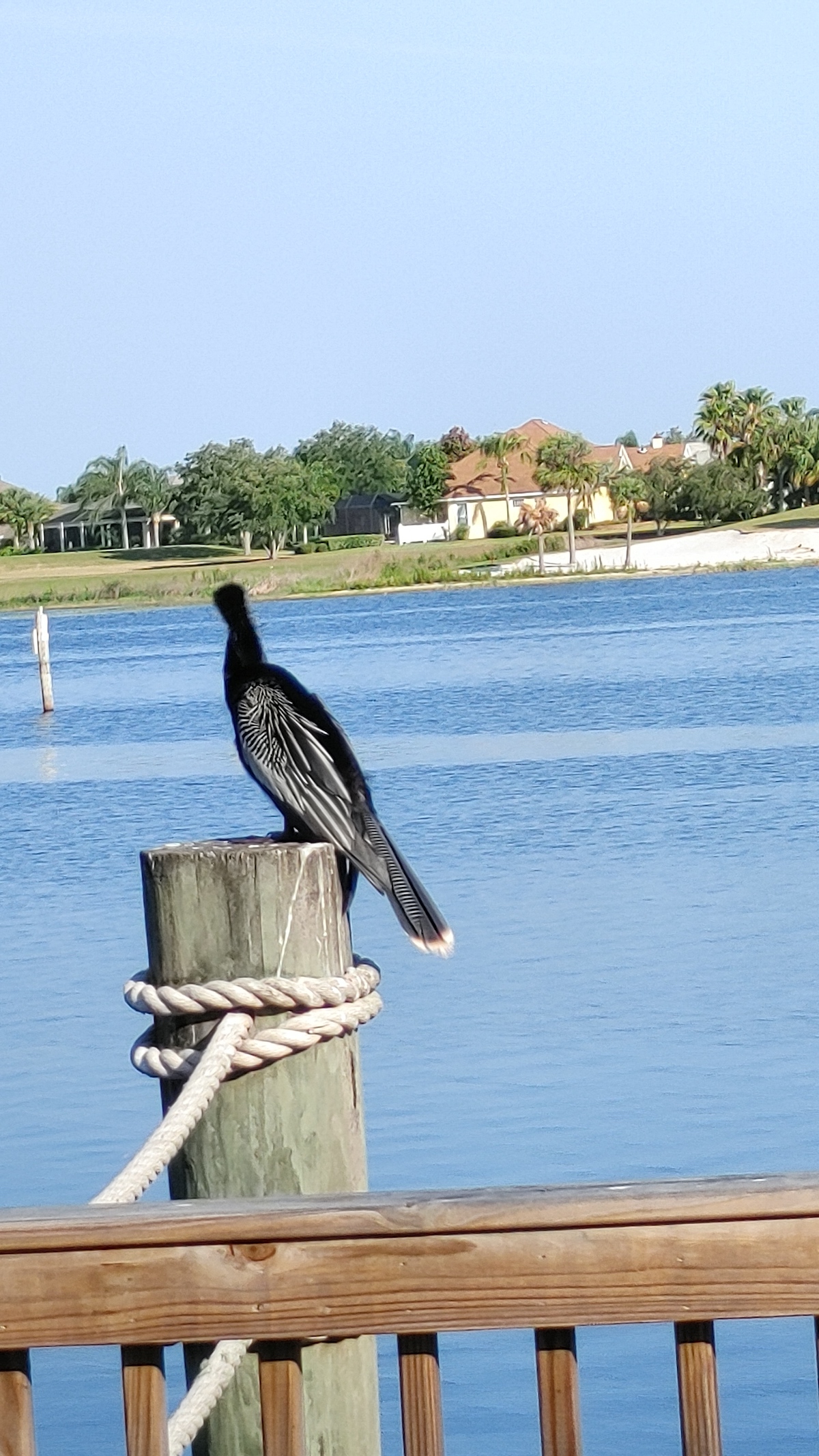 Bird On The Boardwalk At Lake Sumter Landing