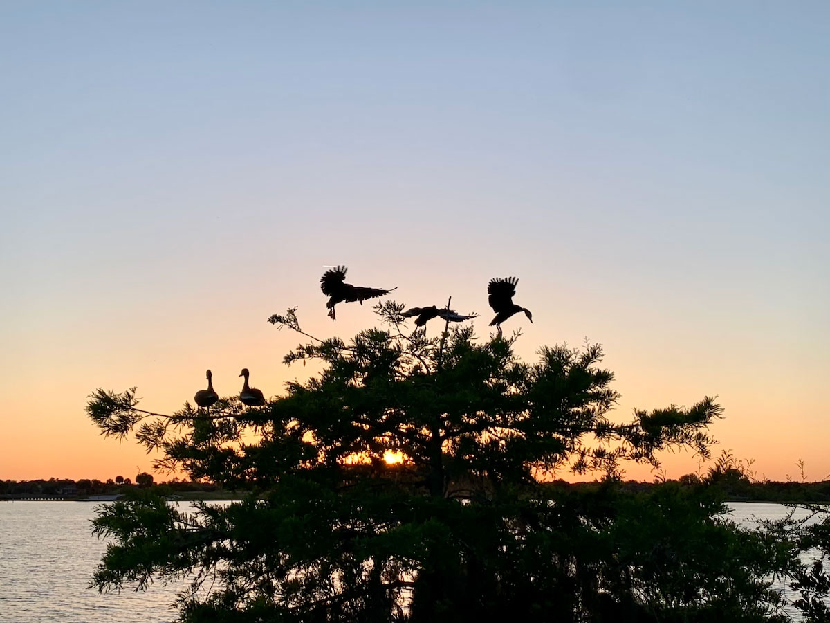 Black-Bellied Whistling Ducks Gathered At Sunset Park Black-Bellied Whistling Ducks Gathered At Sunset Park