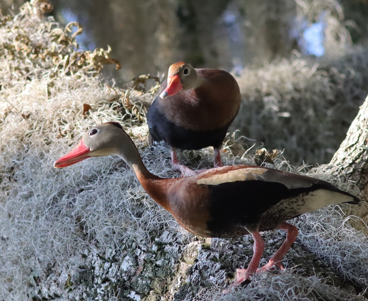 Black-Bellied Whistling Ducks at Fenney Nature Trail Black-Bellied Whistling Ducks at Fenney Nature Trail