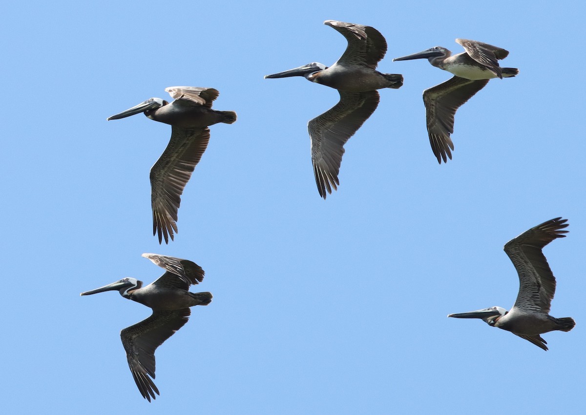 Brown Pelicans Flying Over Fenney Nature Trail