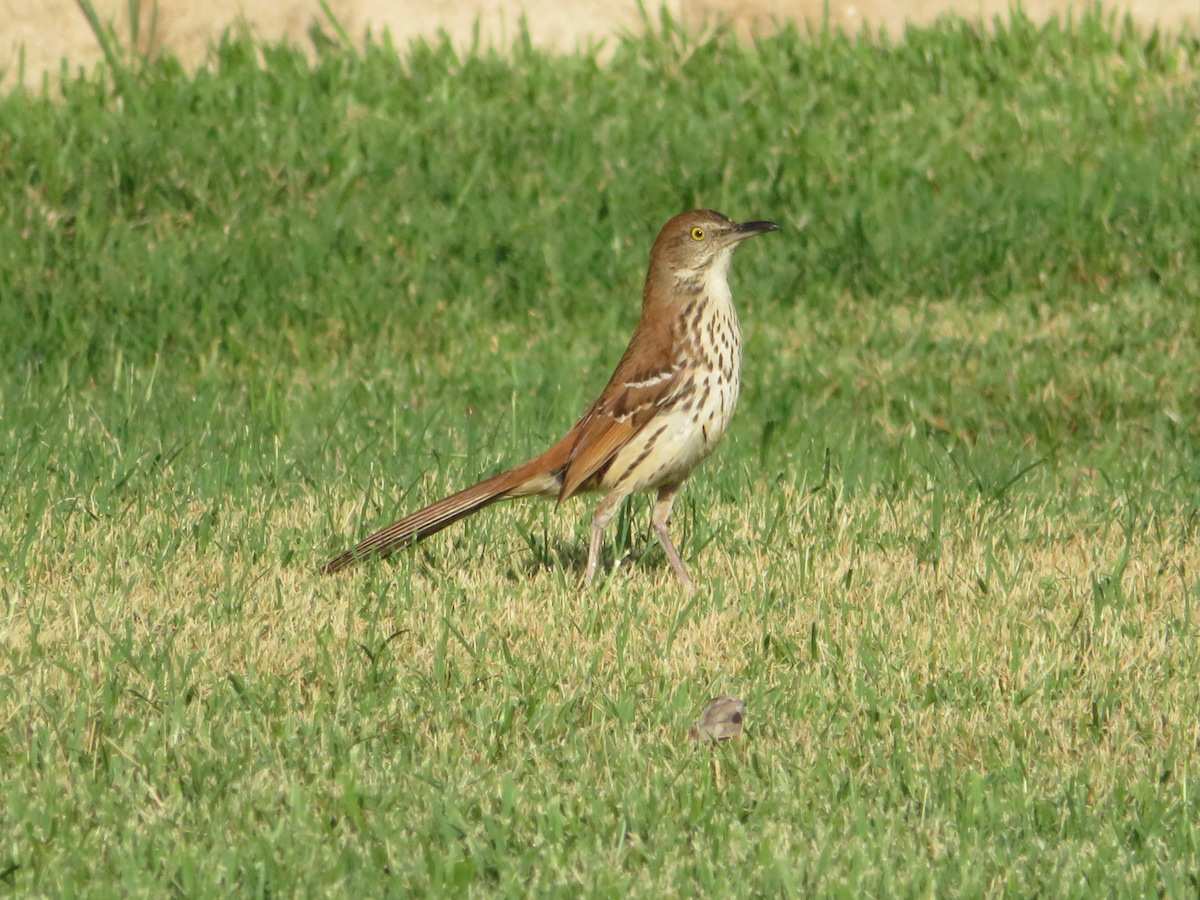 Brown Thrasher In The Village Of Pine Ridge