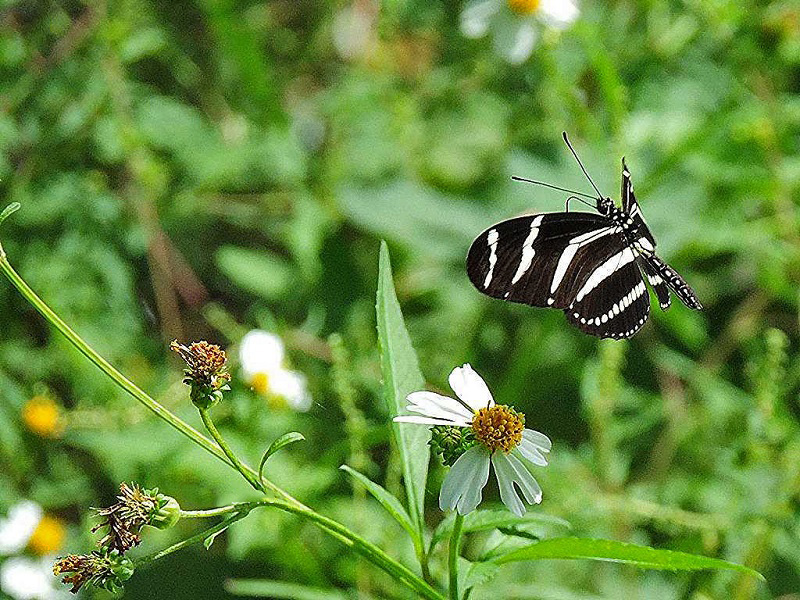 Butterfly In Flight