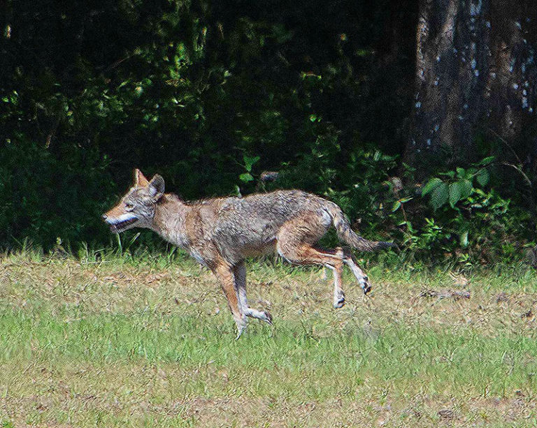 Coyote Near Cane Garden Country Club