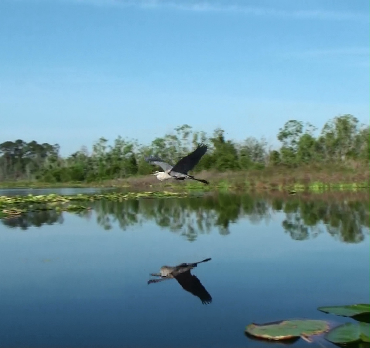 Great Blue Heron On Lake Deaton