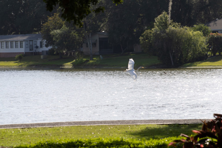 Great Egret In Flight At Paradise Park
