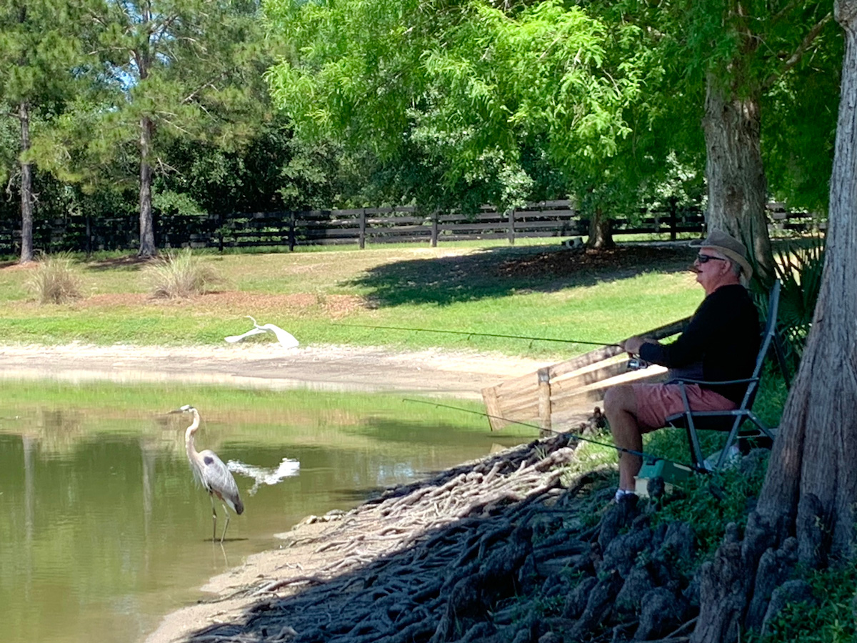 Heron And Egret Looking For Lunch At Lake Miona Recreation Center