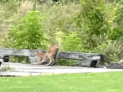Large Bobcat At Heron Executive Golf Course
