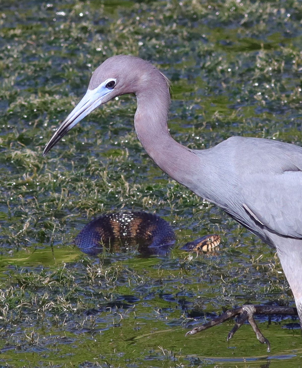Little Blue Heron And Banded Water Snake