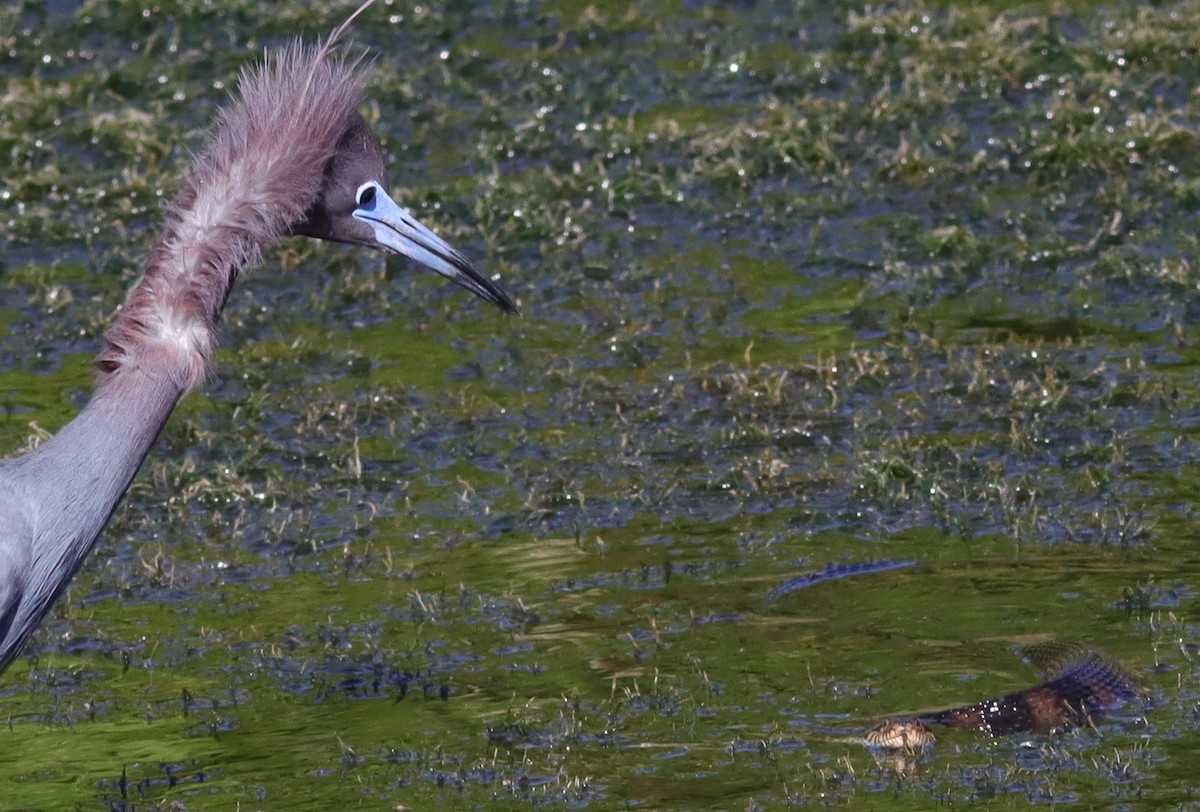 Little Blue Heron Reacting To Banded Water Snake