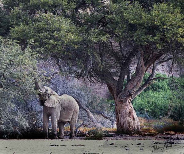 Looking almost like a painting this African elephant stops for lunch. Image by Mike Appelbaum.