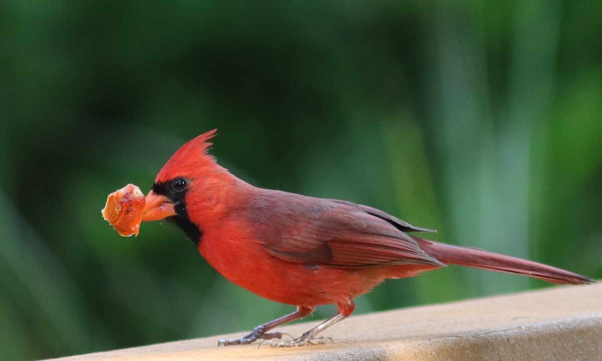 Male Cardinal With Breakfast At Fenney Nature Trail