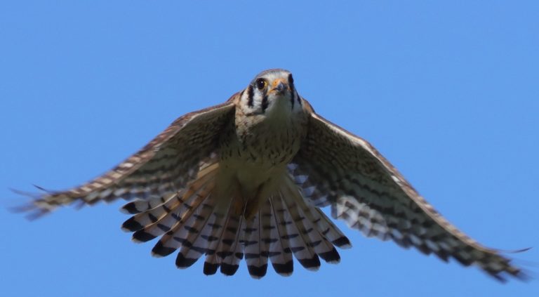 Very Colorful American Kestrel Flying At Sharon Rose Wiechens Preserve