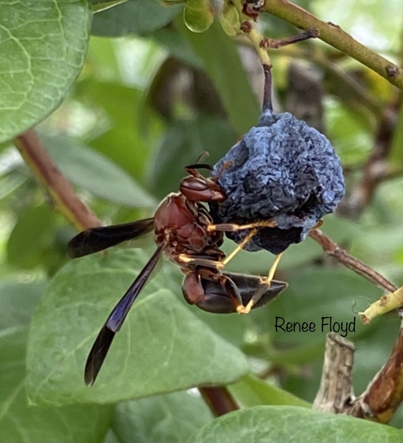 Wasp Snacking On A Blueberry At Shady Brook Peaches In Sumterville