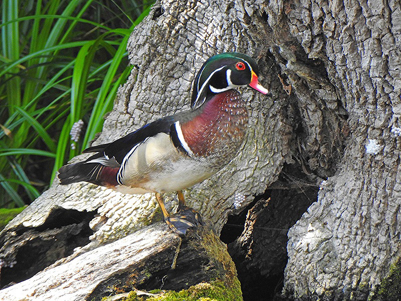 Wood Duck At Lake Sumter Landing
