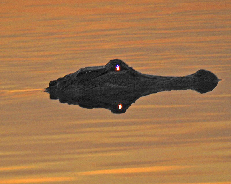 Alligator Eyes At Sunrise