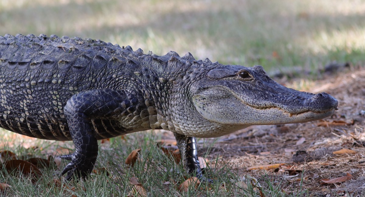 Alligator Strolling Through The Village Of Fenney