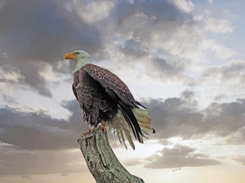 Bald Eagle On Overcast Morning Bald Eagle On Overcast Morning