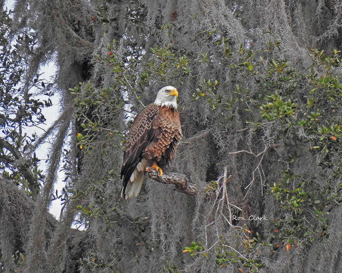 Bald Eagle Perched On Mossy Branch Bald Eagle Perched On Mossy Branch