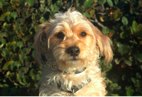 Benji dog