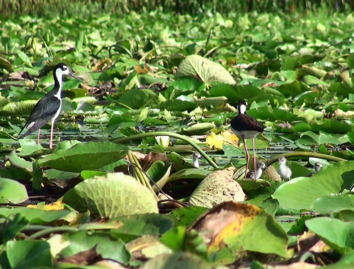 Black-Necked Stilt Family On Lake Deaton