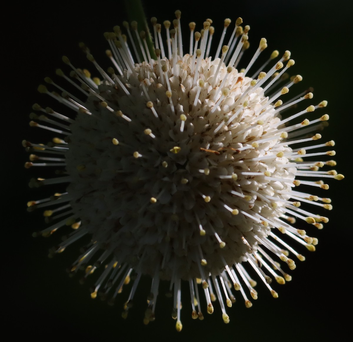 Buttonbush Flower At Fenney Nature Trail