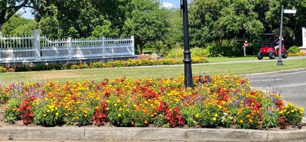 Flowers are plentiful in the traffic circle near Savannah Center