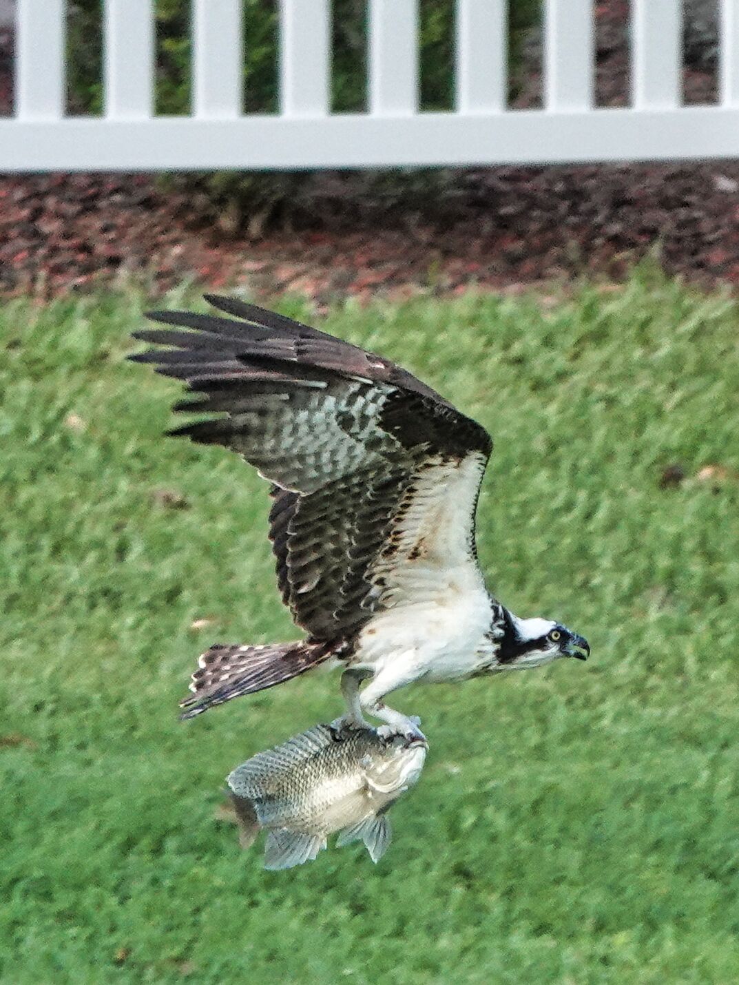 Osprey With A Little Grab And Go Sushi