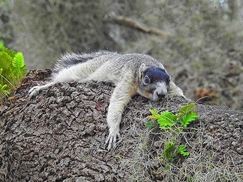 Sherman's Fox Squirrel On Hot And Humid Day In The Villages