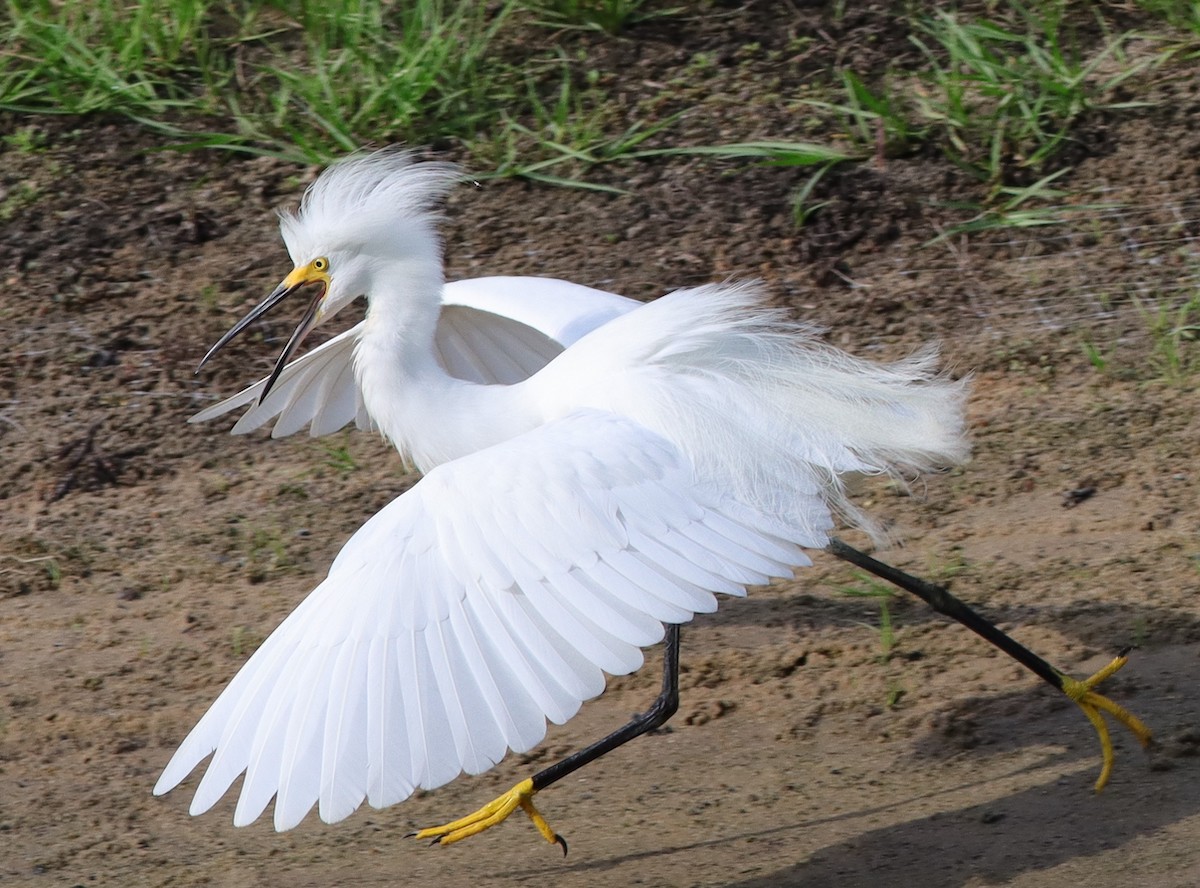 Snowy Egret Behind The Village of Bradford