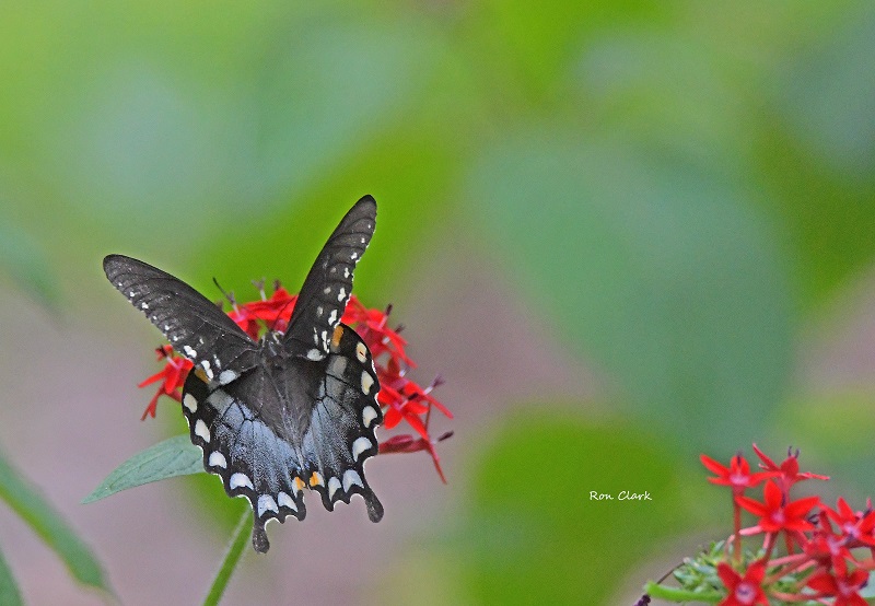 Spicebush Swallowtail Butterfly In The Villages