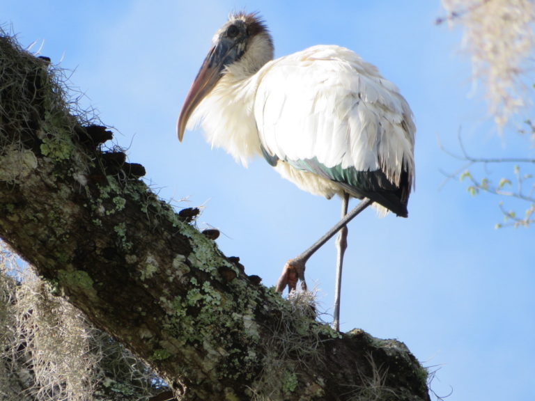 The wood stork has made a big comeback