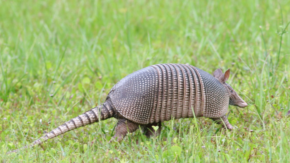 Armadillo At Fenney Nature Trail
