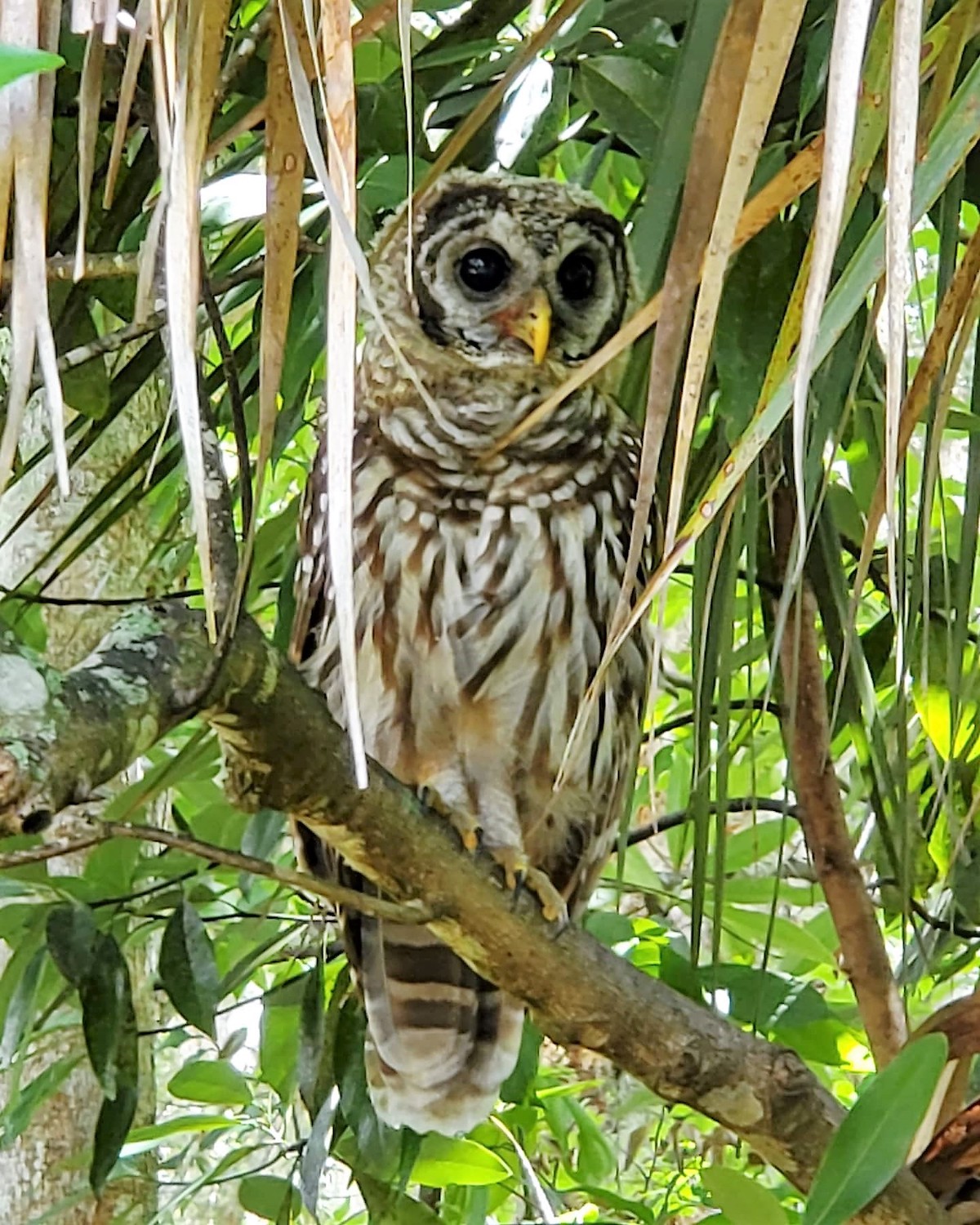 Barred Owl At Fenney Nature Trail