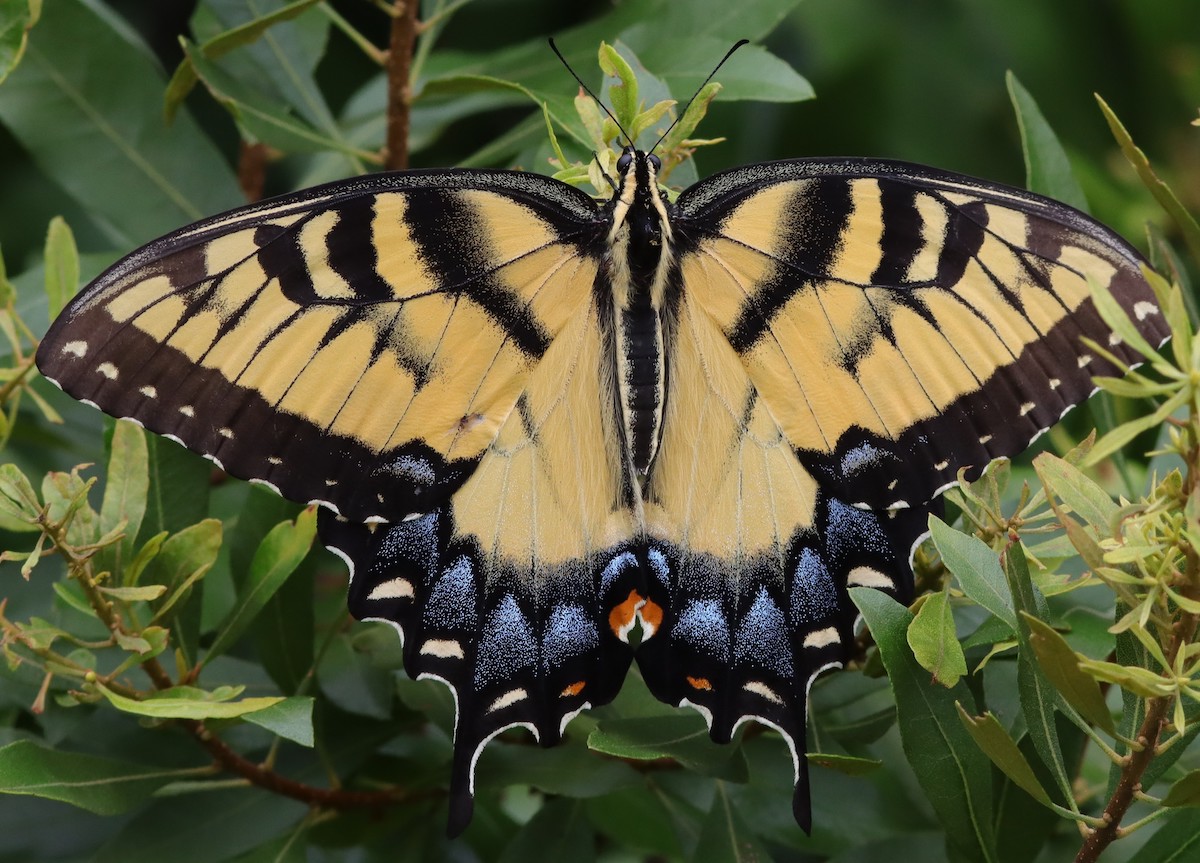 Colorful Eastern Tiger Swallowtail Butterfly At Fenney Nature Trail