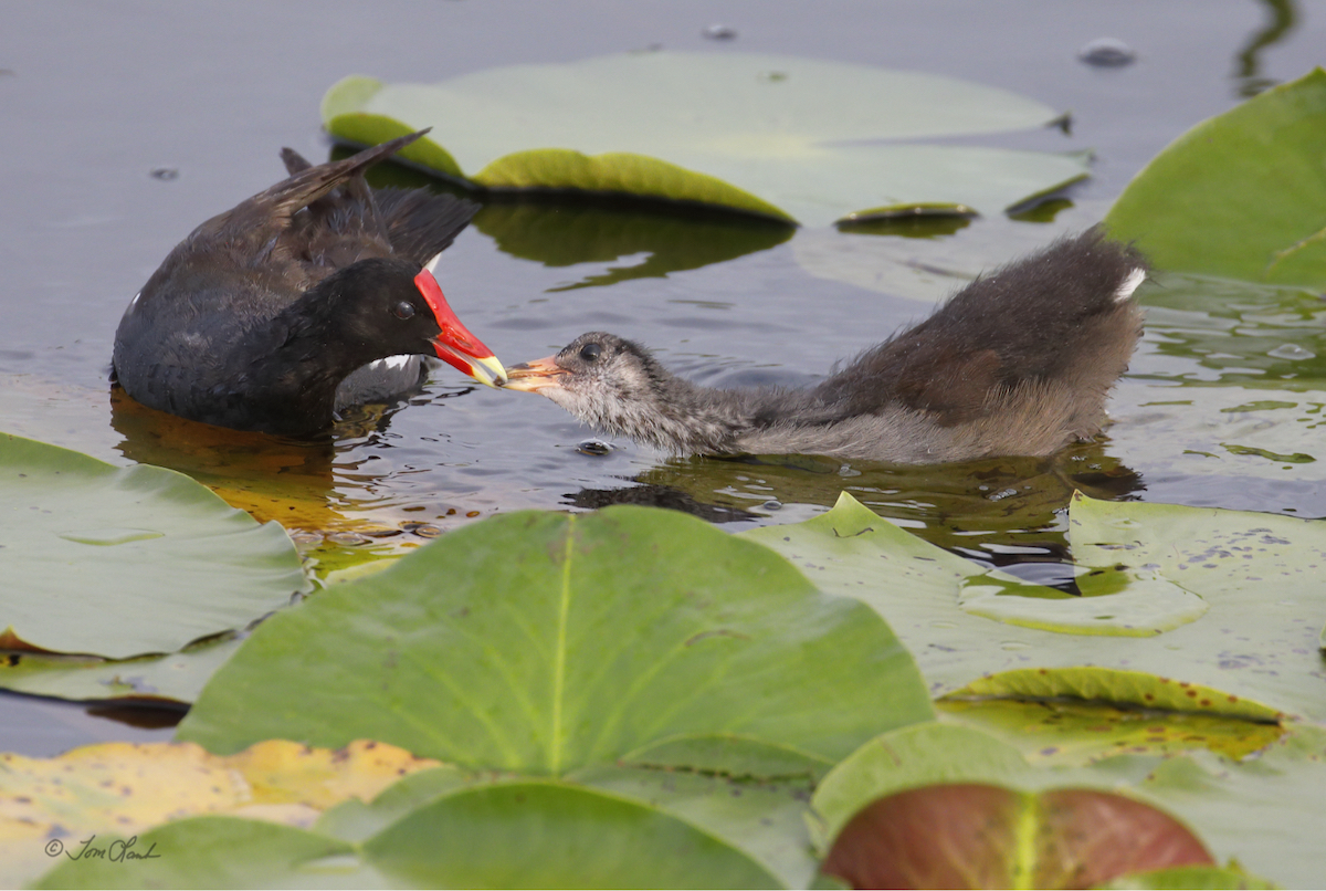 Common Gallinules At Sharon Rose Wiechens Preserve