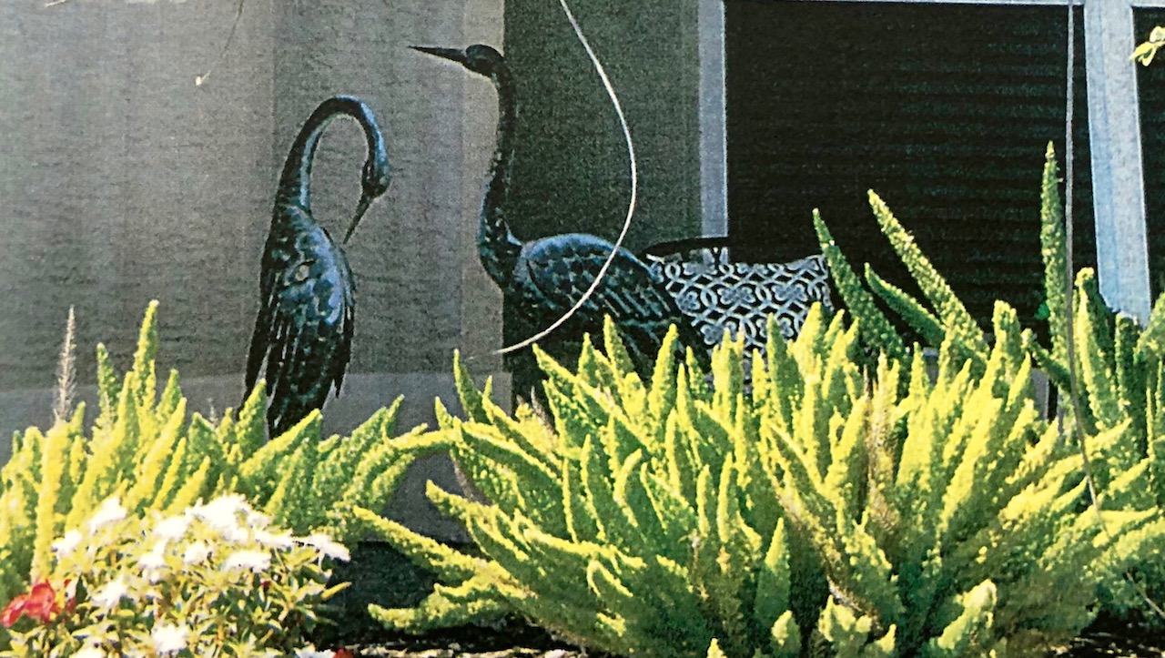 Community Standards took this photo of the birds on display at the home at 2068 Triggerfish Run