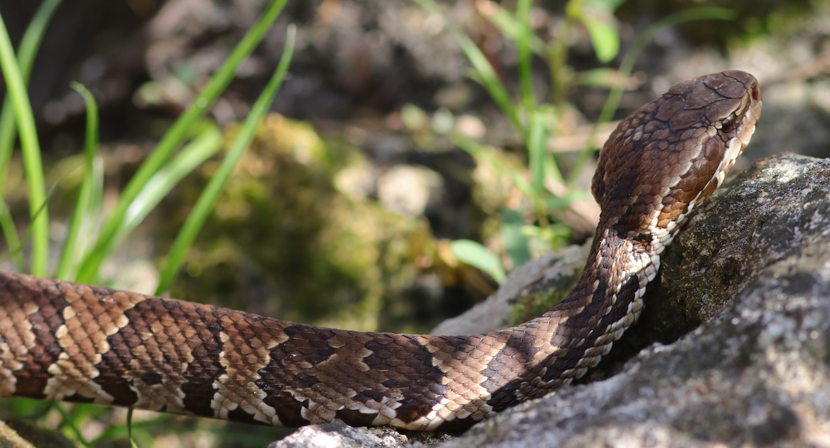 Cottonmouth Water Moccasin At Fenney Nature Trail