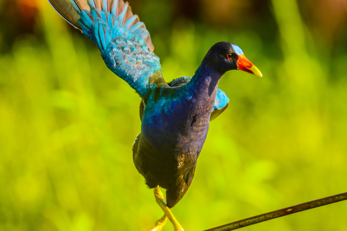Gallinule On A Branch At Sharon Wiechens Nature Preserve