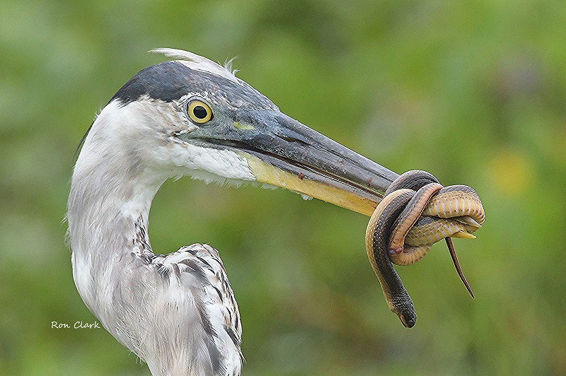Great Blue Heron All Tied Up By Snake